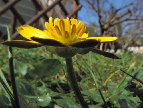 Macchie gialle di primavera:  Ranunculus ficaria